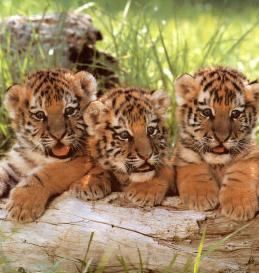 wild tigers